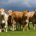 El ingreso de carne barata de Brasil no para de crecer frente al derrumbe de la faena local